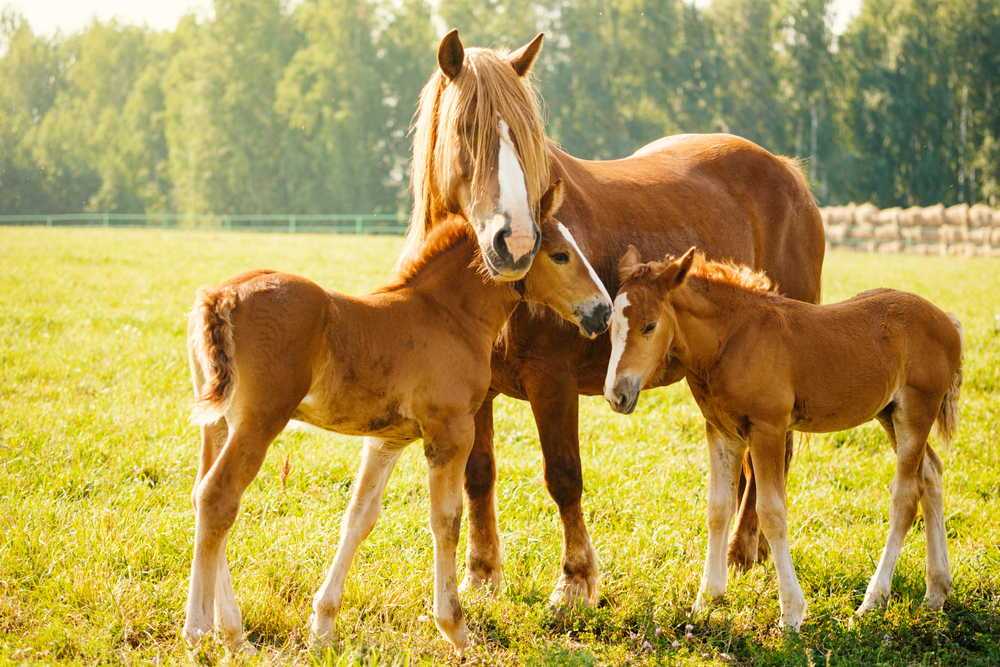 Horse Cloning | Genetic Preservation for your Horse from Gemini Genetics