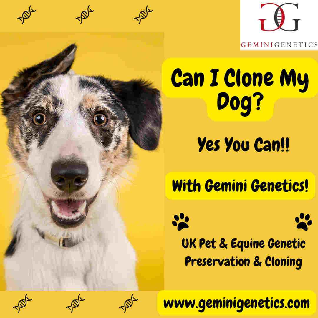 who has a cloned dog