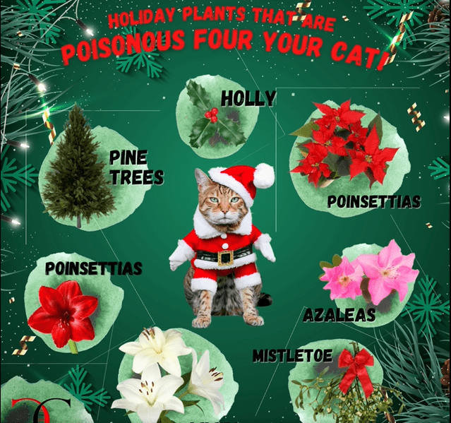 are poinsettias posion to dogs and cats