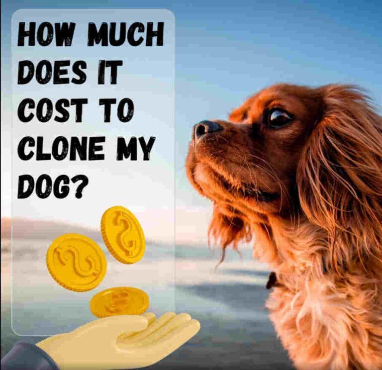 How Much Does It Cost To Clone My Dog? Gemini