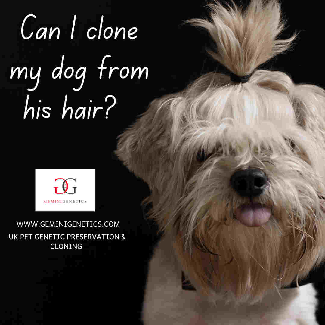 can-i-clone-my-dog-from-his-hair-gemini-genetics