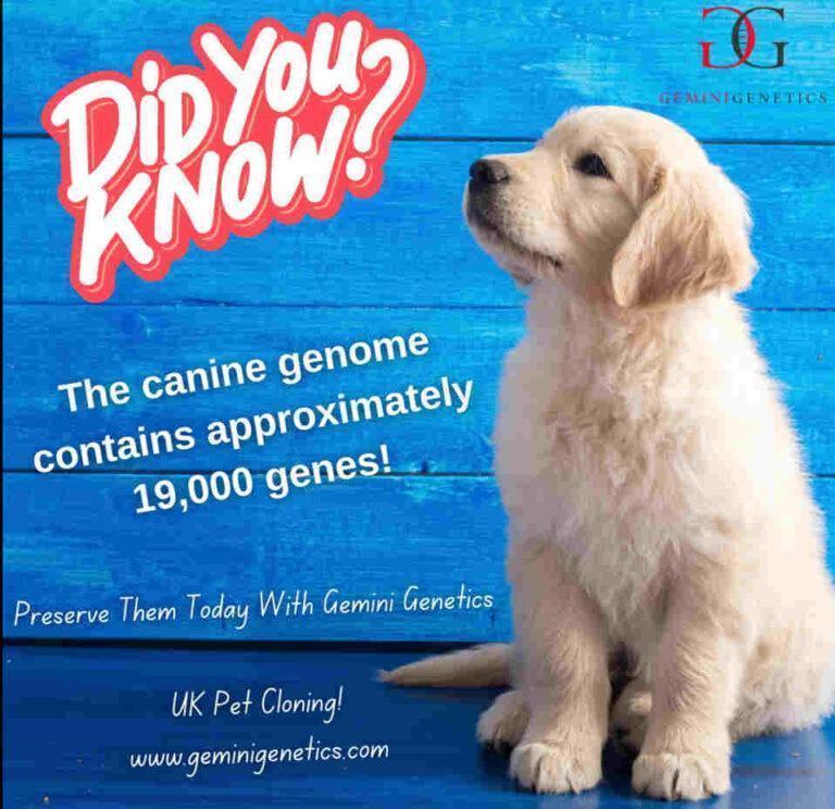 How much does it cost to clone my dog? Gemini