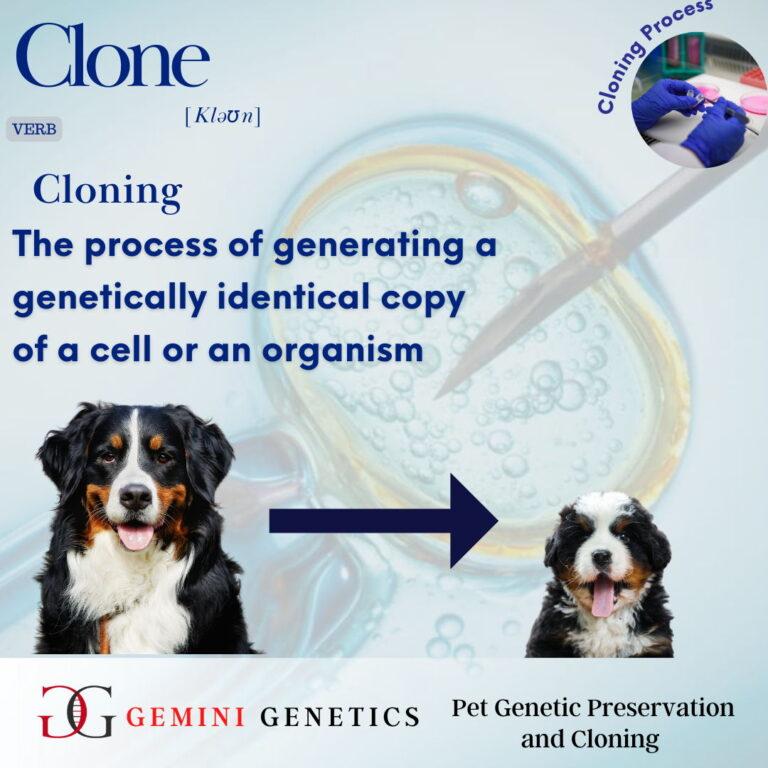 What Is Pet Cloning? | Gemini Genetics