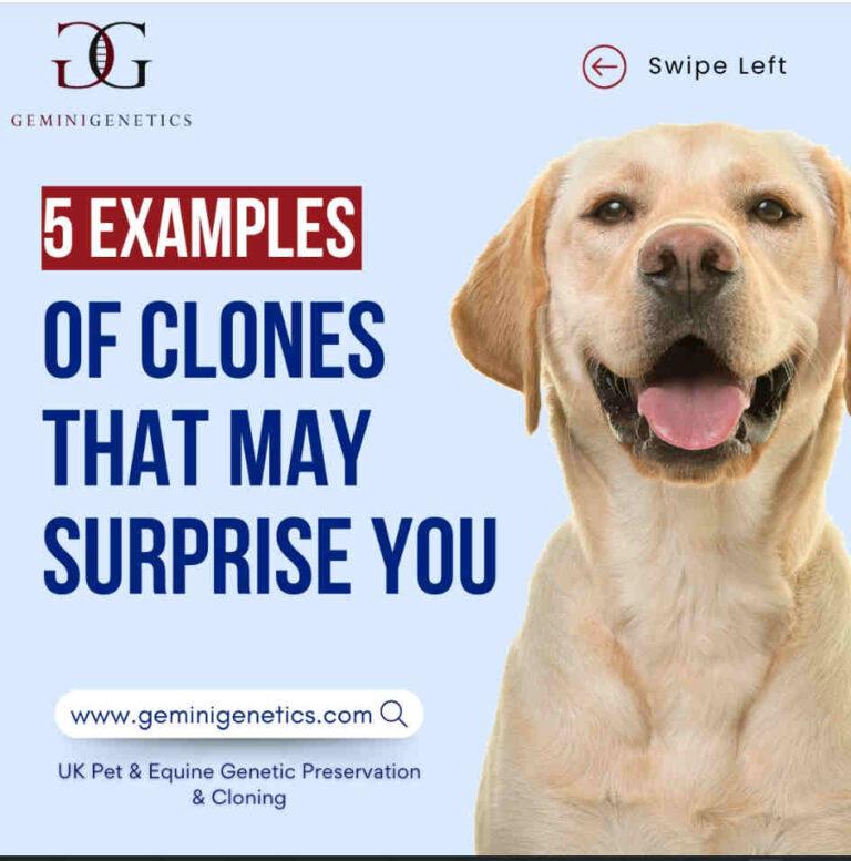 Cloning In Nature | Gemini Genetics