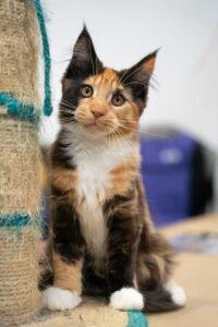 Calico cat next to a cat tree